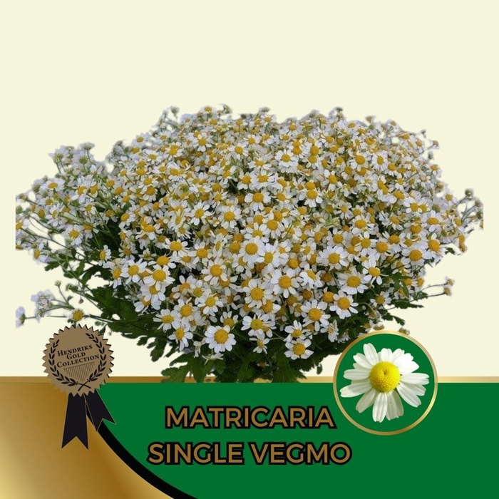 <h4>TANA PA SINGLE VEGMO</h4>