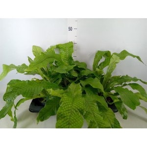 Microsorum musifolium 'Crocodyllus'