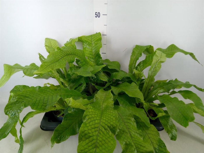 <h4>Microsorum musifolium 'Crocodyllus'</h4>