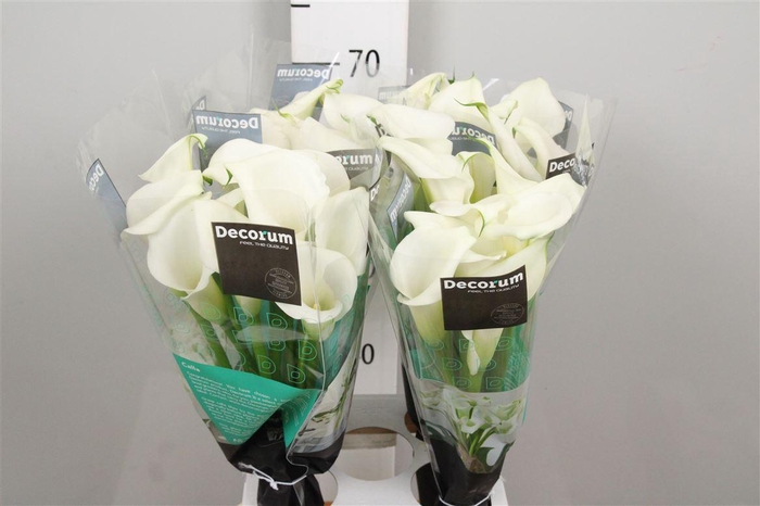 <h4>Zant Crystal Blush</h4>