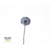 Dried Bleached Dandelion Regular Purple