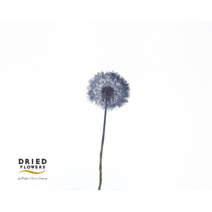 Dried Bleached Dandelion Regular Purple