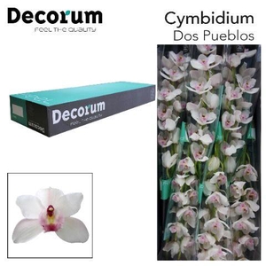 CYMB T DOS PUEBLOS Decorum 80cm