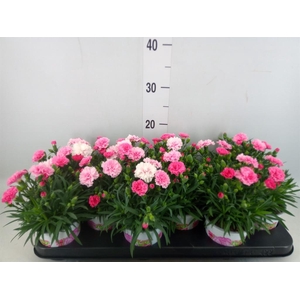 Dianthus  'I Love U'