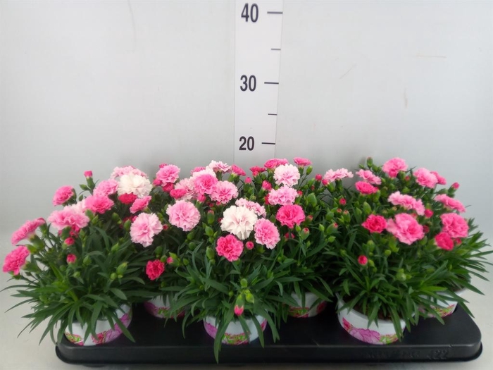 <h4>Dianthus  'I Love U'</h4>