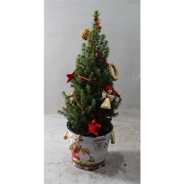 <h4>Picea Conica Arrangement Wit</h4>