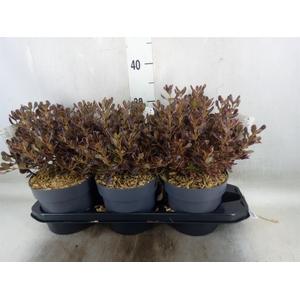 Coprosma   ...mix