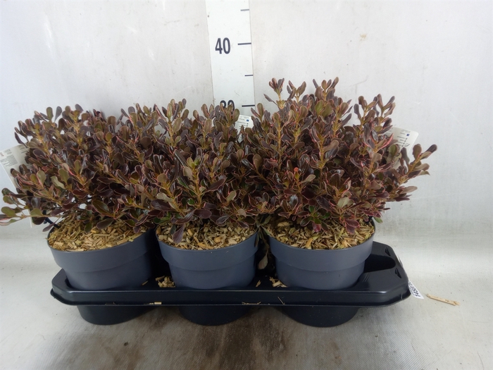 <h4>Coprosma   ...mix</h4>