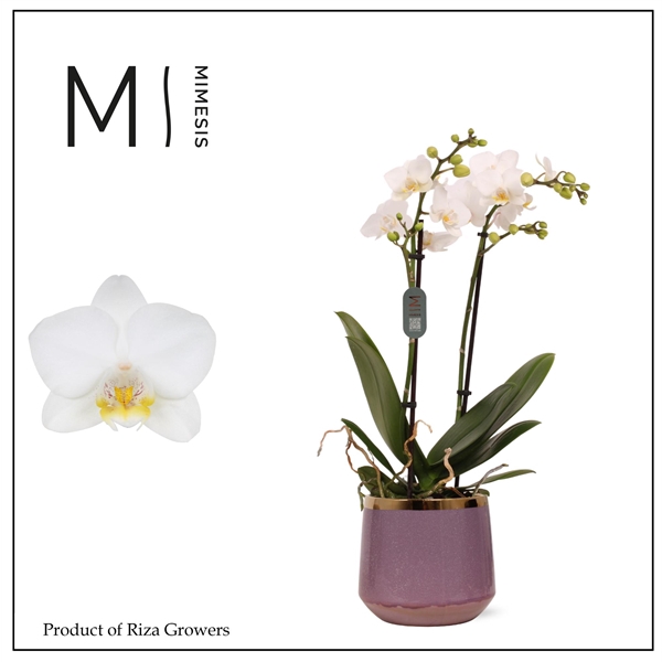 <h4>Mimesis Phal. Multi White - 2 spike 12cm in Celeste Ceramic</h4>