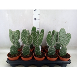 Opuntia