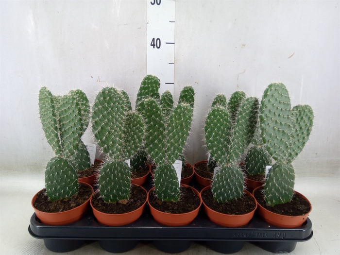 <h4>Opuntia</h4>