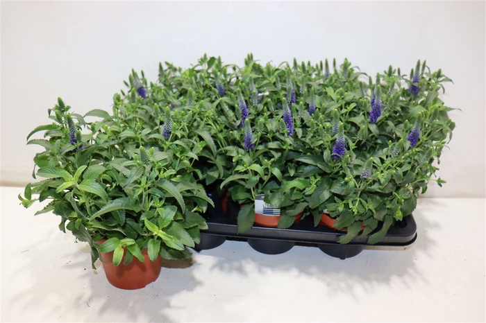 <h4>Vero Spicata</h4>