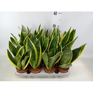 Sansevieria trifa. 'Futura Superba'