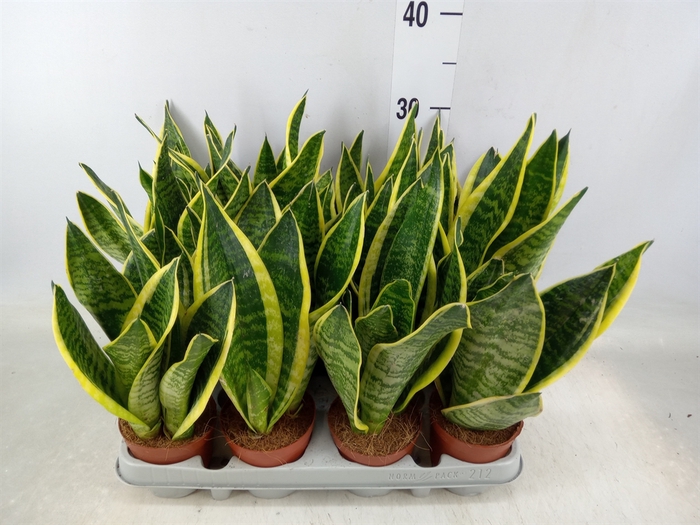 <h4>Sansevieria trifa. 'Futura Superba'</h4>