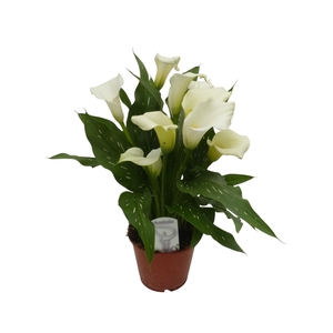 Zantedeschia Wit
