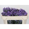 Aster Baby Blue