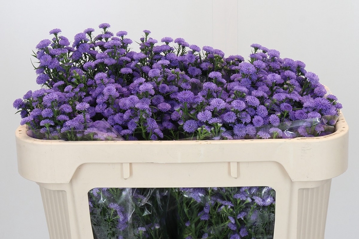 Aster Baby Blue