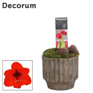 Hippeastrum Rood 2 Knop in Ompot Jane KERST (Decorum)