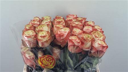 <h4>R GR KARMA LL</h4>