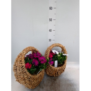 Arr.   Tuinplanten L%