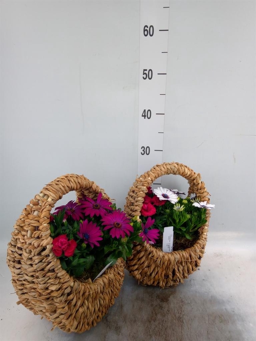 <h4>Arr.   Tuinplanten L%</h4>