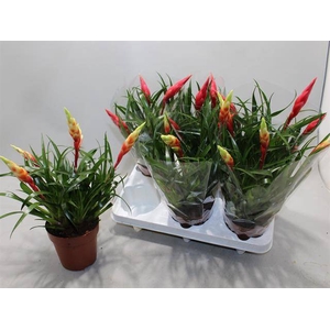 !! PROMO !! VRIESEA MULTIFLORA MIX