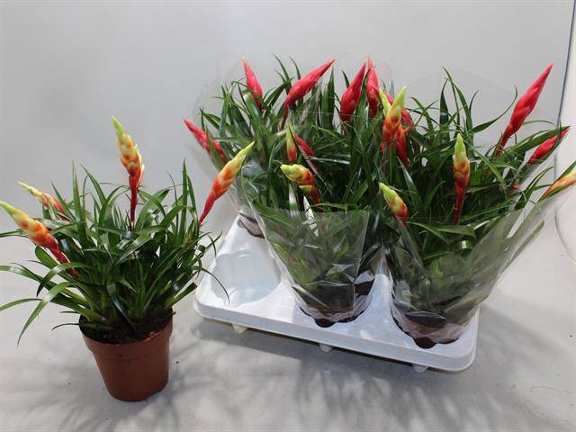 <h4>VRIESEA MULTIFLORA MIX</h4>