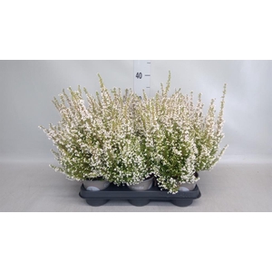 Erica gracilis   ...