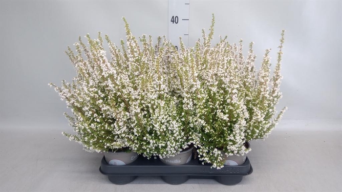 <h4>Erica gracilis   ...</h4>