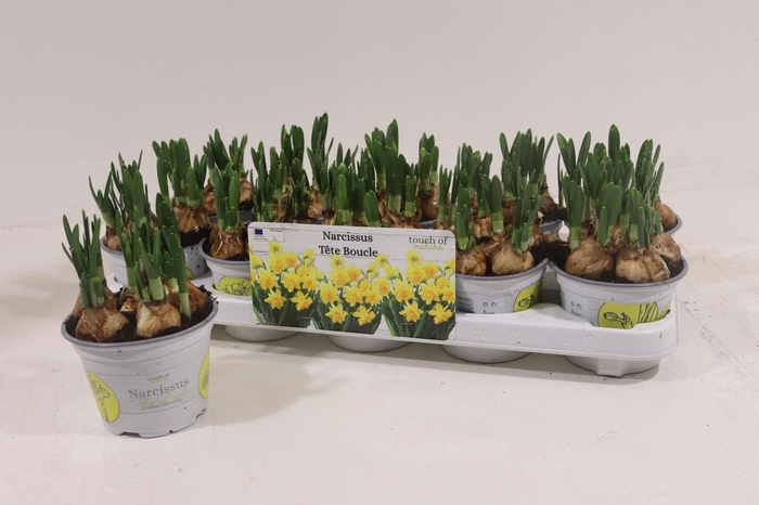 <h4>NARC D TETE BOUCLE</h4>