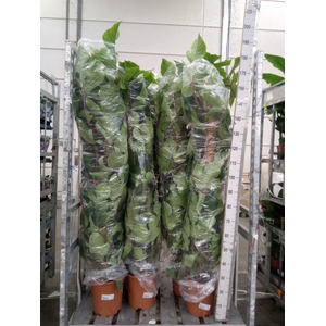 Philodendron squamiferum