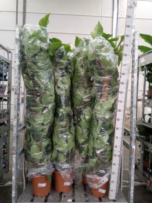 <h4>Philodendron squamiferum</h4>