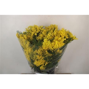 Acacia Mirandol Per Bunch 500 Gram Super
