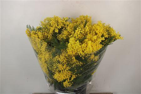 <h4>Acacia Mirandol Per Bunch 500 Gram Super</h4>