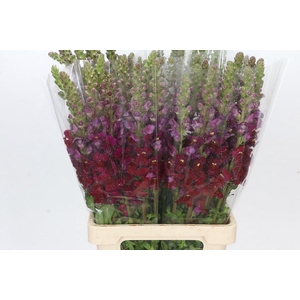 Antirrhinum Potomac Red