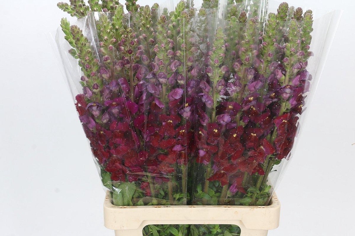 <h4>Antirrhinum Potomac Red</h4>