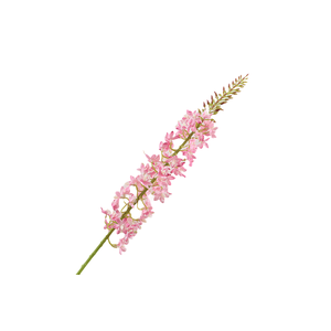 Eremurus Pink
