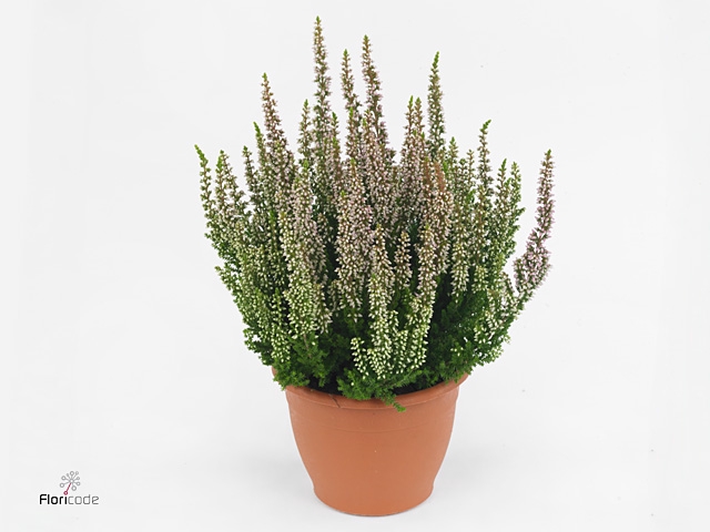 Calluna vulg. 'Beauty L Michelle'