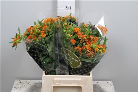 <h4>Asclepias tub.</h4>