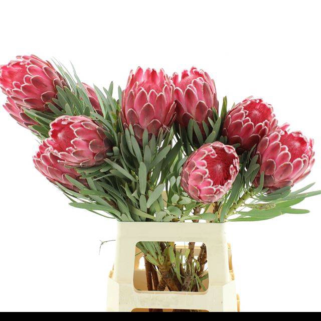 <h4>PROTEA VENUS</h4>