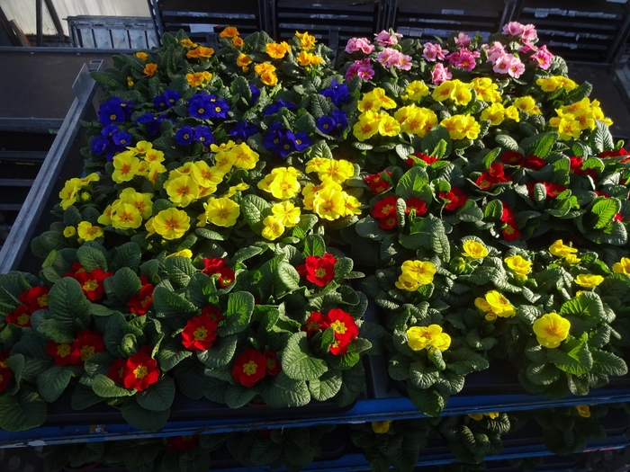 <h4>PRIM AC MIXK</h4>