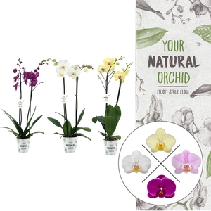 Your Natural Orchid | Mix in potcover | Phalaenopsis 2 spike