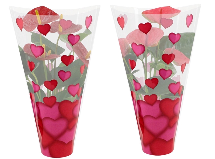<h4>Anthurium 12 cm Red & Pink mix in Lilly heart sleeve</h4>