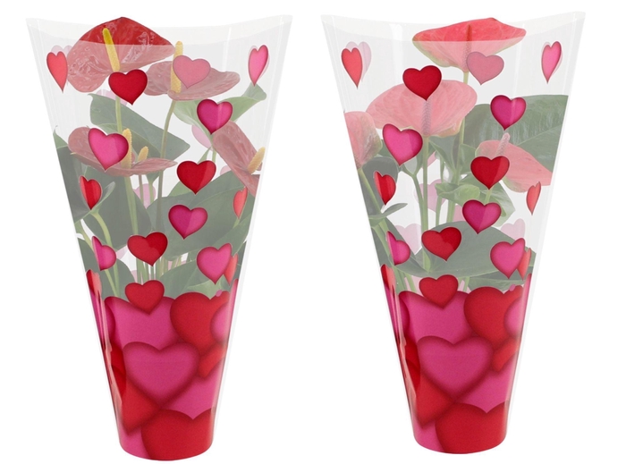 <h4>Anthurium 12 cm Red & Pink mix in Lilly heart sleeve</h4>