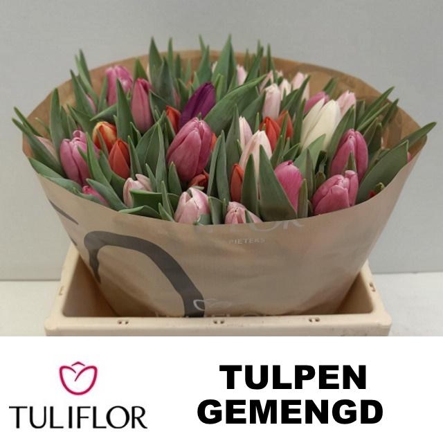 <h4>TU EN GEM</h4>