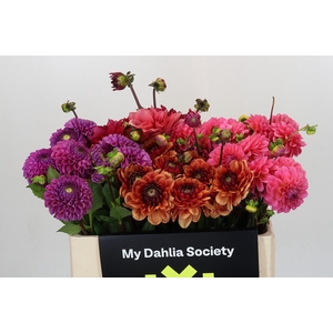 Dahlia Gemengd in fust