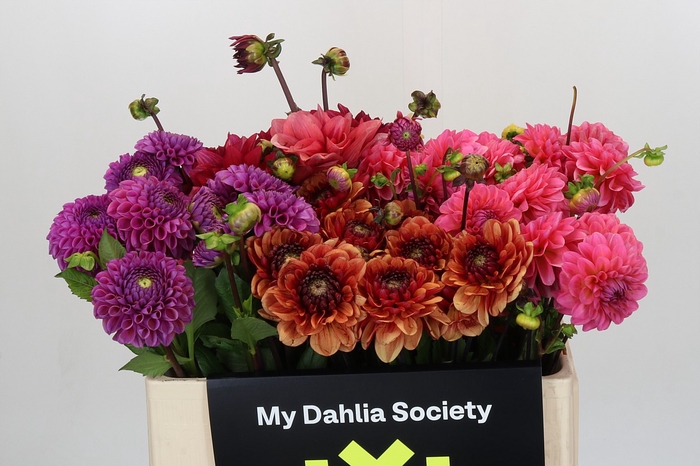 Dahlia Gemengd in fust