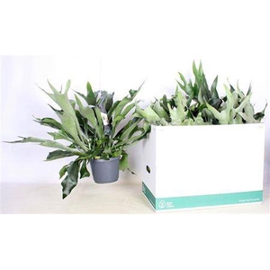 Platyc B Netherlands Hangpot