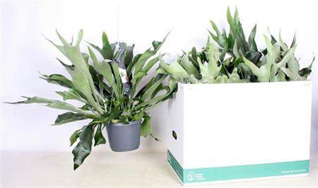 <h4>Platyc B Netherlands Hangpot</h4>