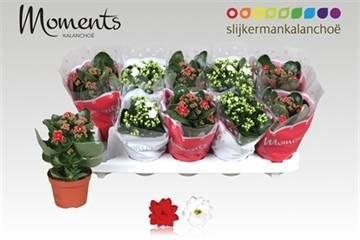 <h4>KAL GE GEM 2 KL</h4>